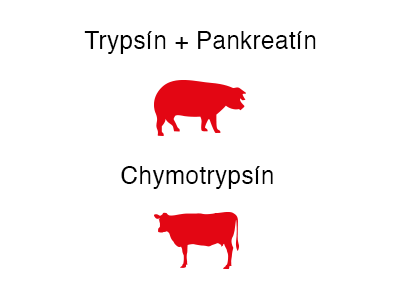 wobenzym_trypsín_pancreatín_chymotrypsín
